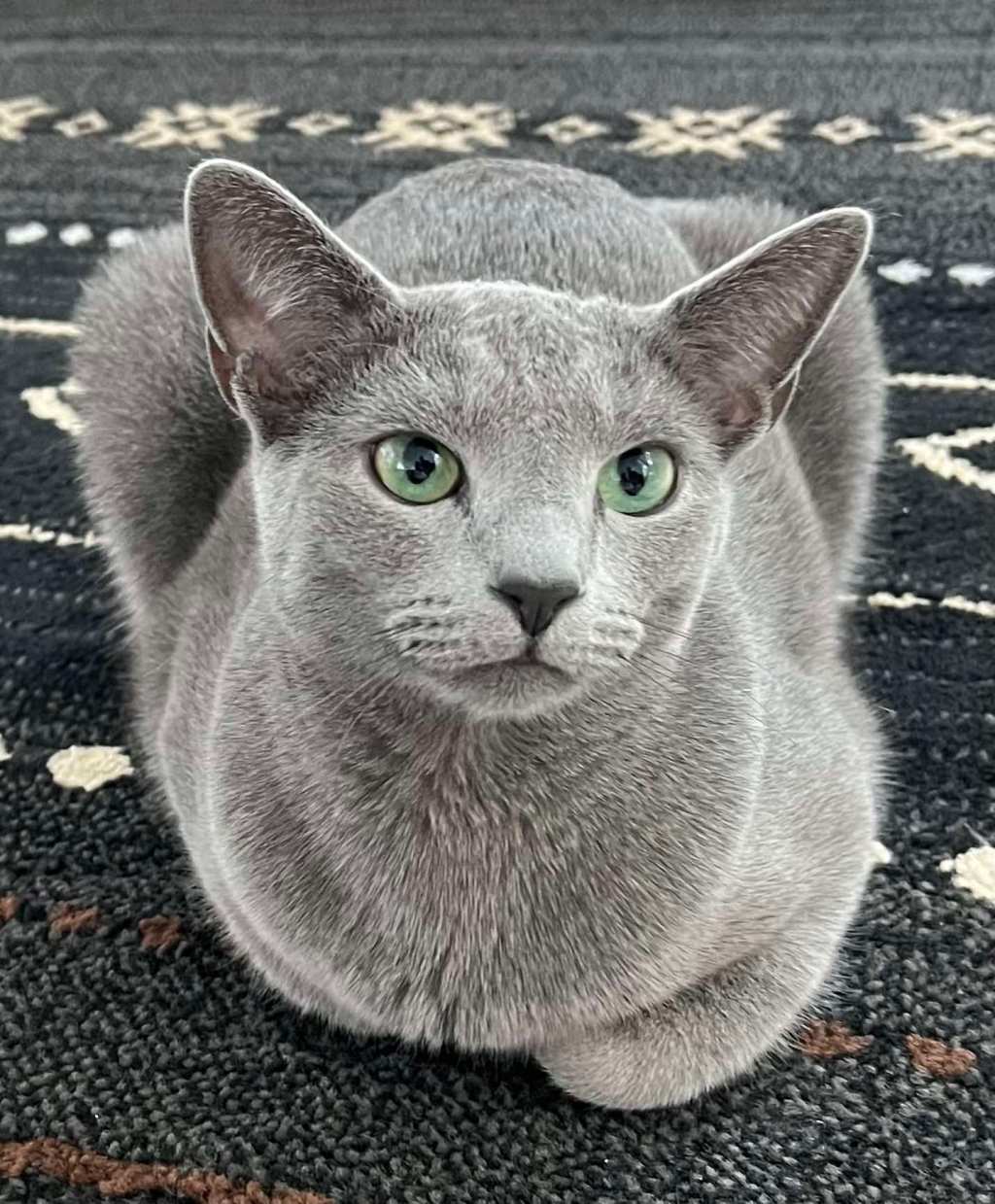 What is Russian&nbsp;Blue?