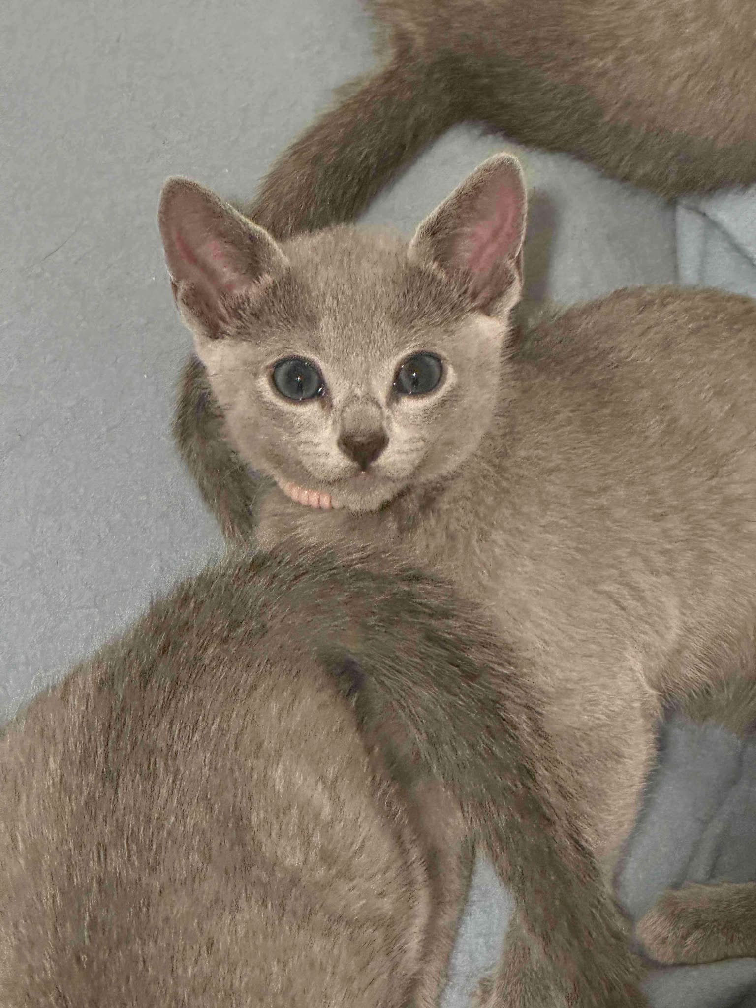 Russian Blue Kitten for sale