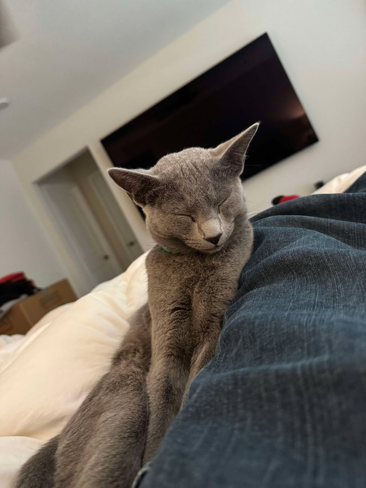 Russian Blue Kitten for sale