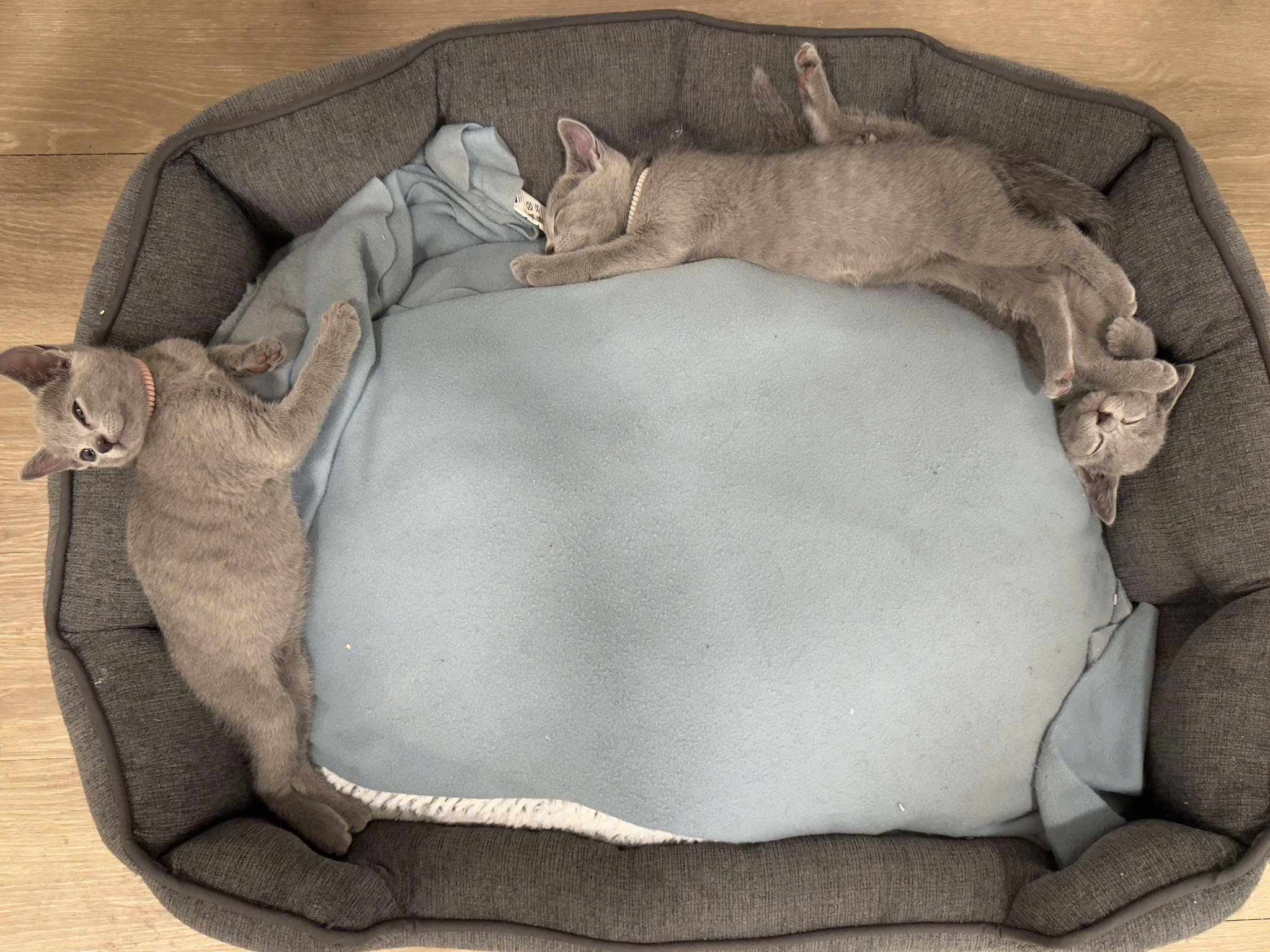 Russian Blue for Sale