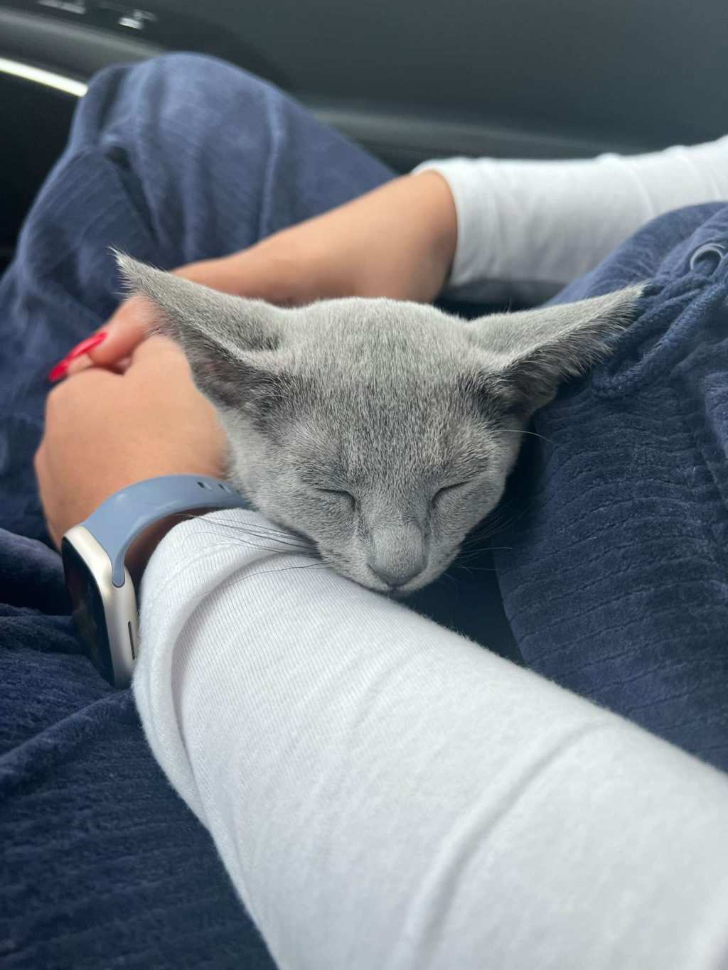 Are Russian Blue cats&nbsp;hypoallergenic