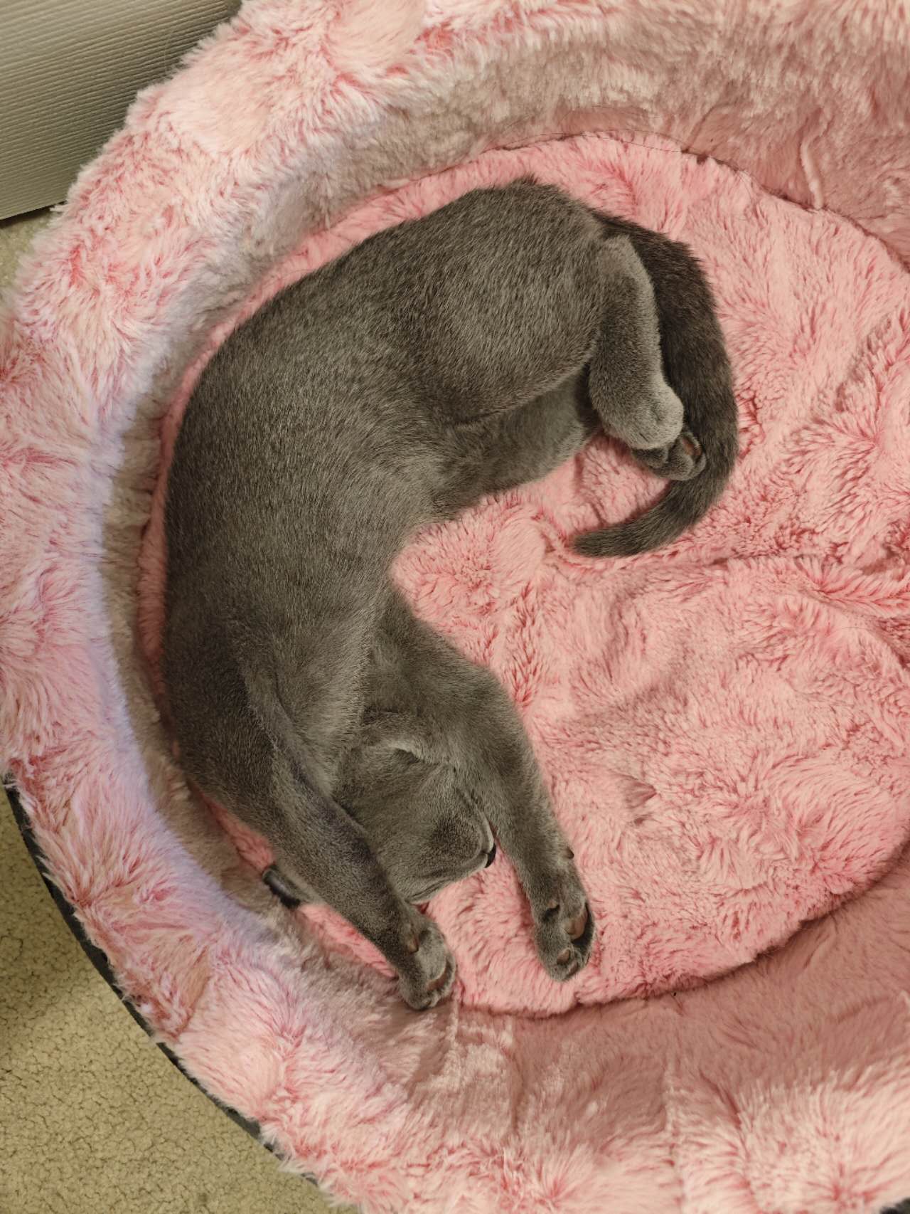Russian Blue Kitten for sale