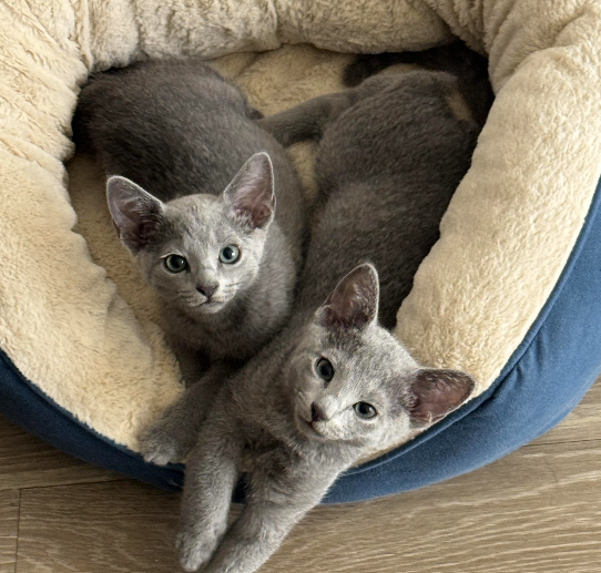 Russian Blue Brother Kitten For sale