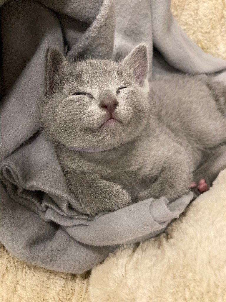 A sleeping russian blue kitten