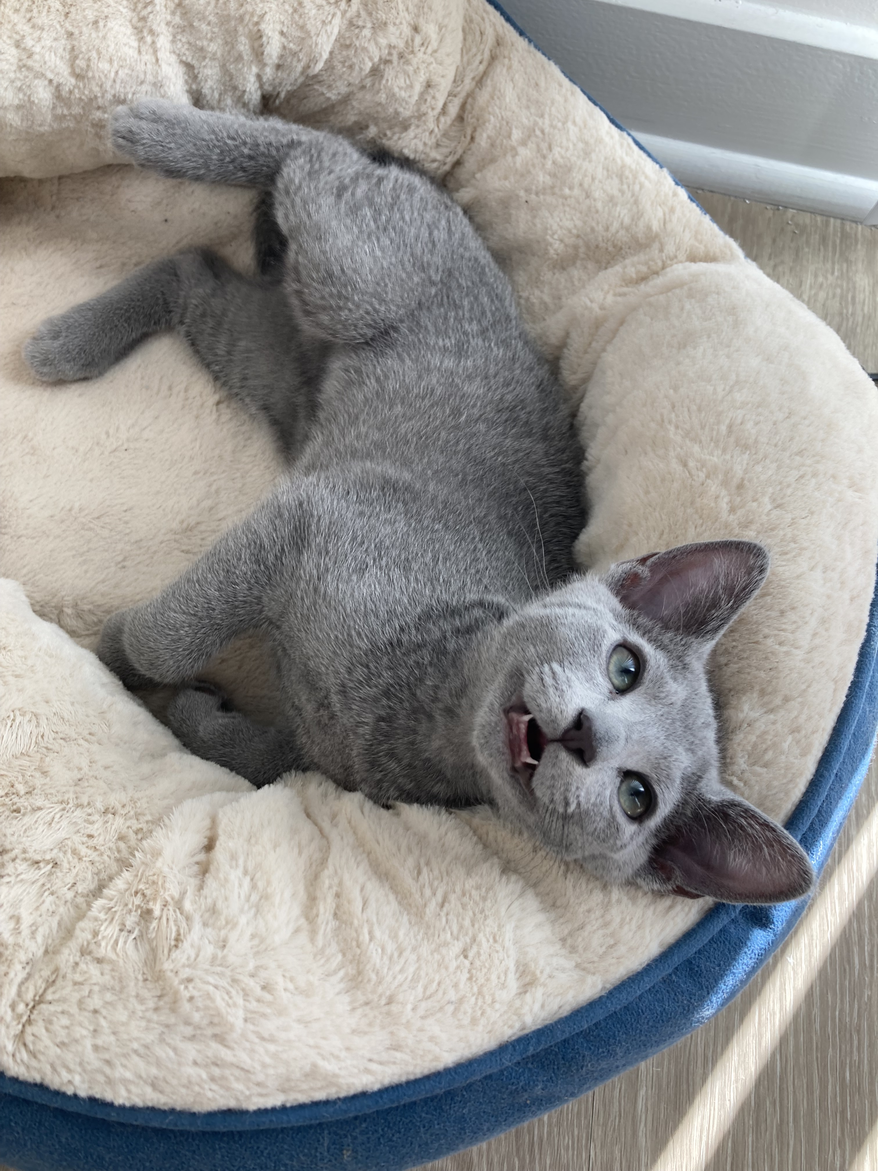 Russian Blue Kitten New York