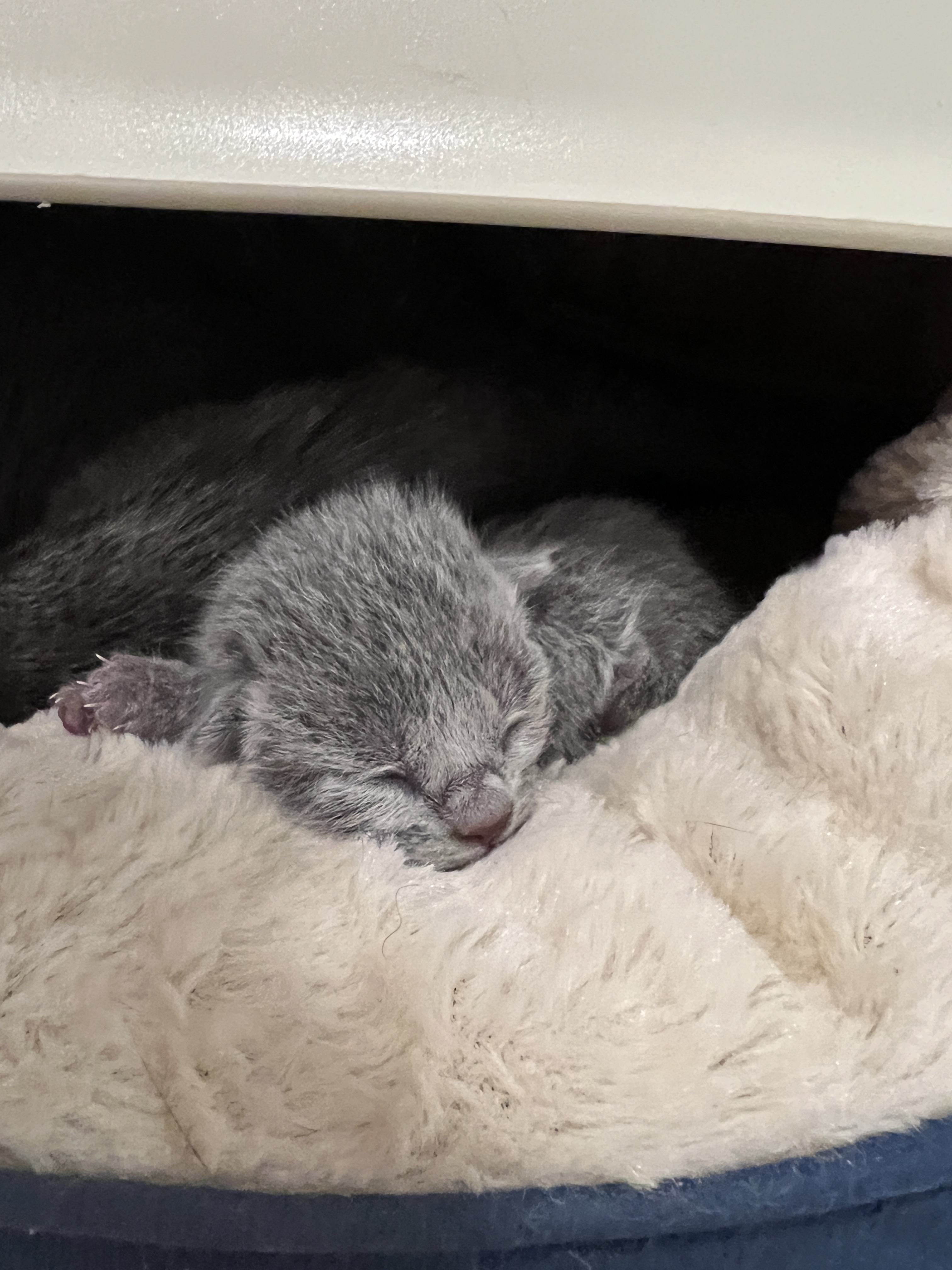 Russian Blue Kitten For sale