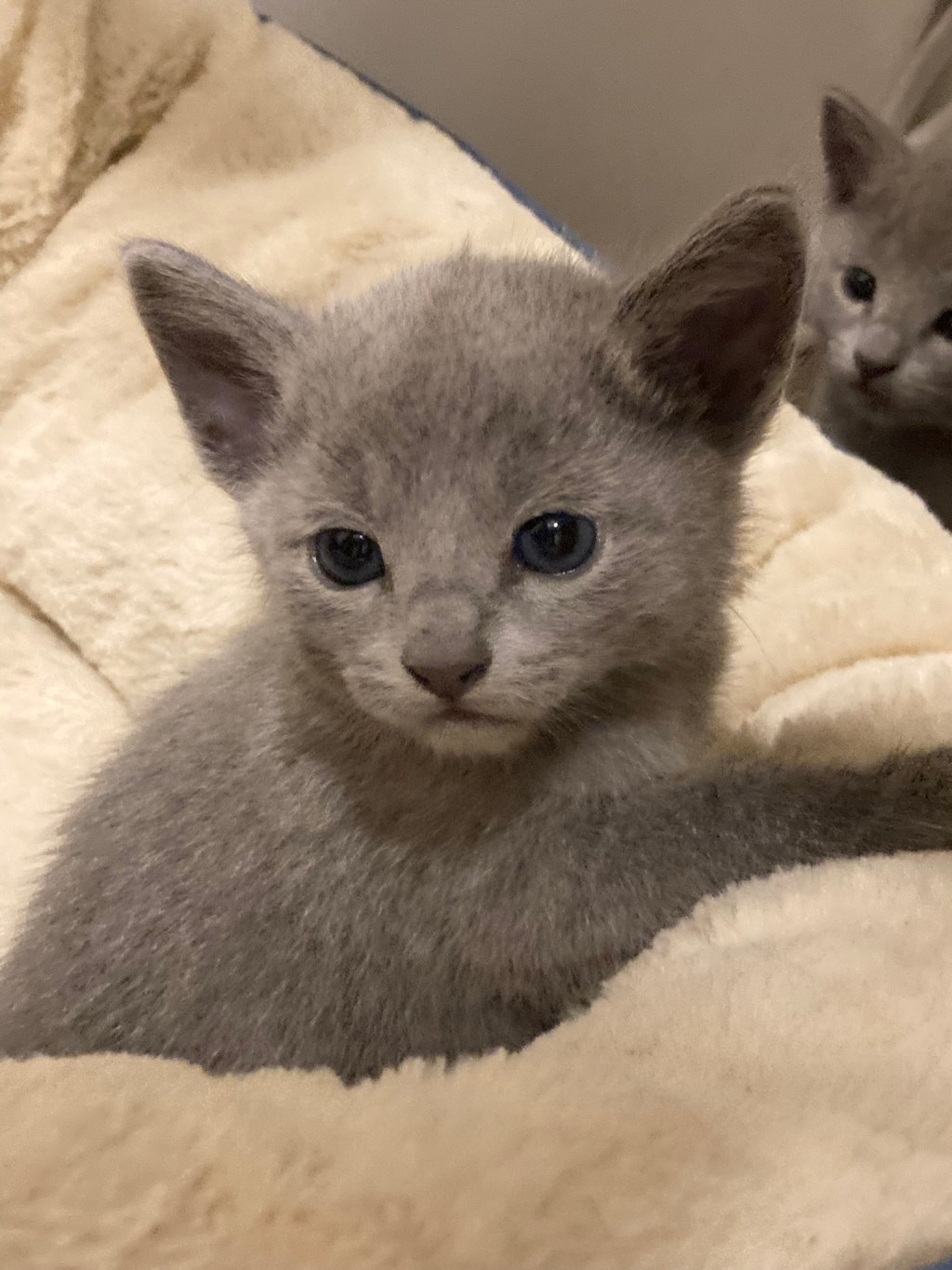 Russian Blue Personality