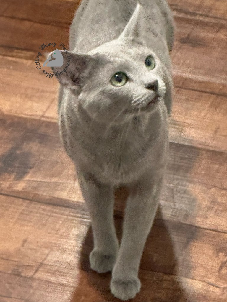 male russian blue cat