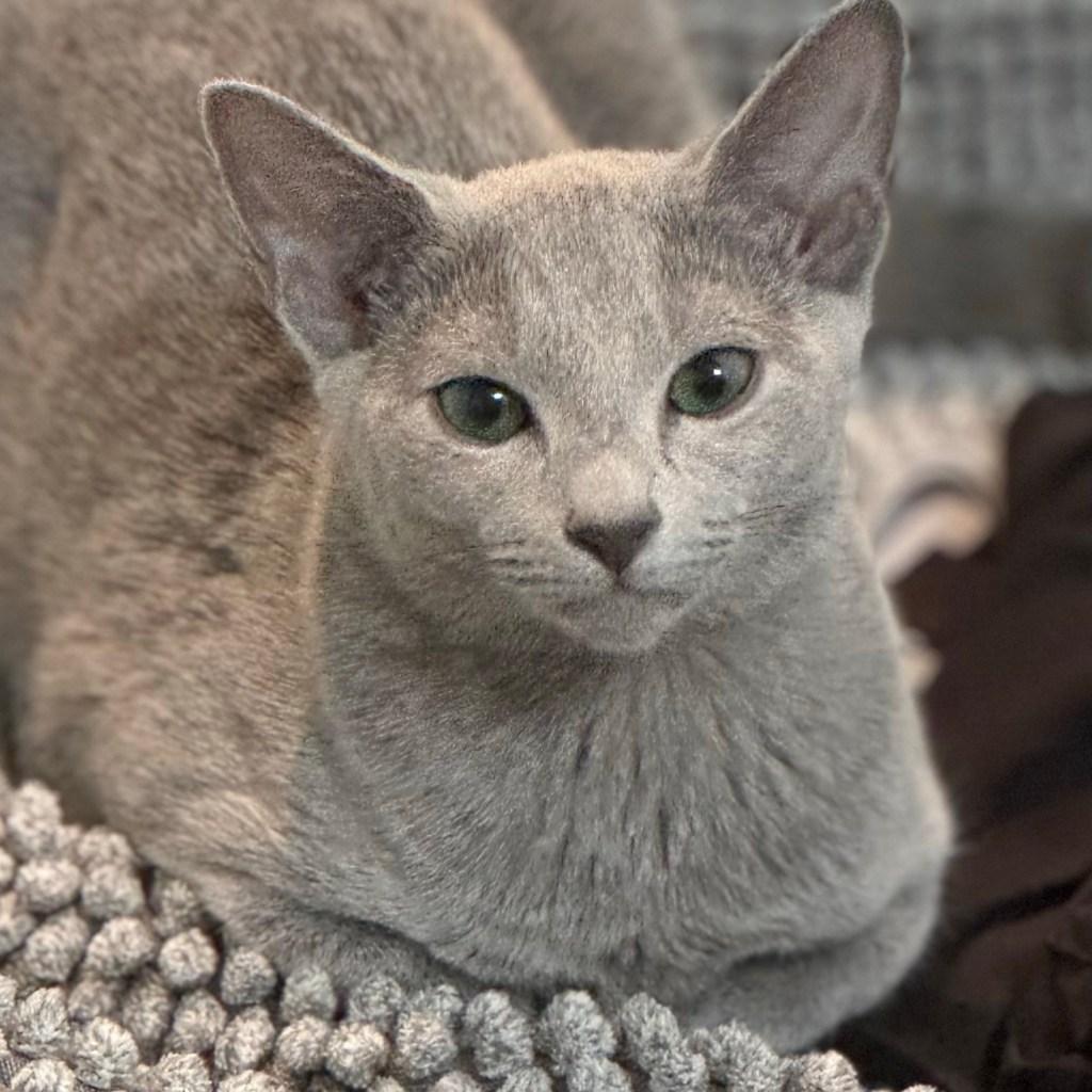 Why Do Breeders Rehome Retired&nbsp;Cats?