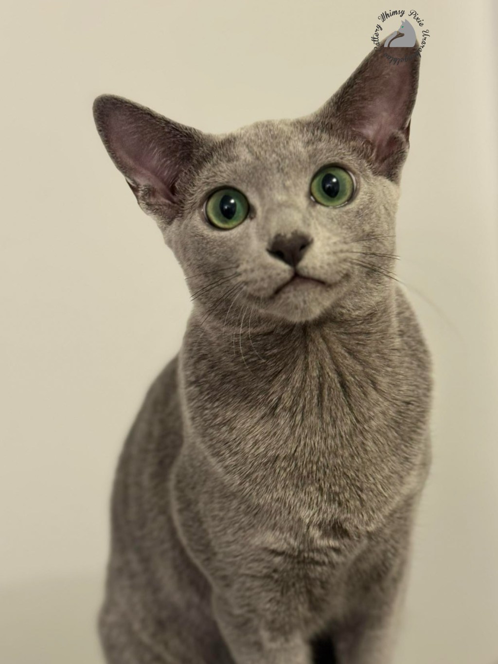 Adopt Don’t Shop — and the Truth About Responsible&nbsp;Breeding