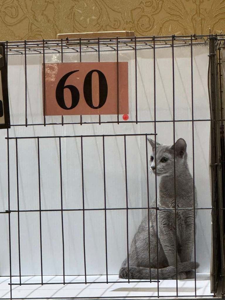 Russian blue cat show