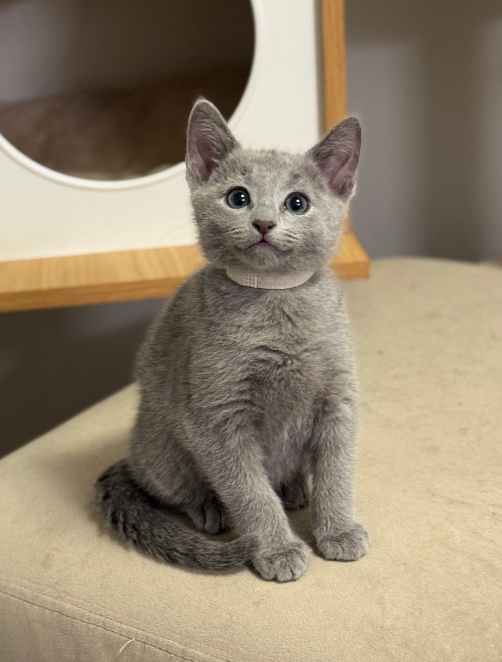 Russian Blue Near me