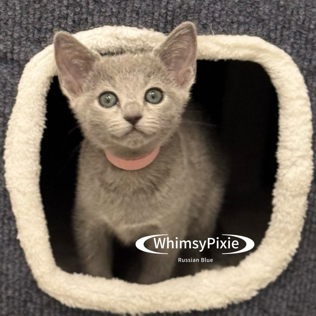 Russian Blue New York